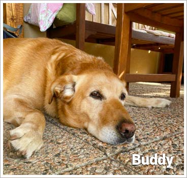 Psí jméno Buddy ve psím kalendáři na WEBFORDOG