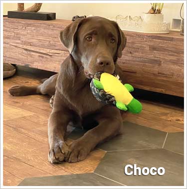 Psí jméno Choco