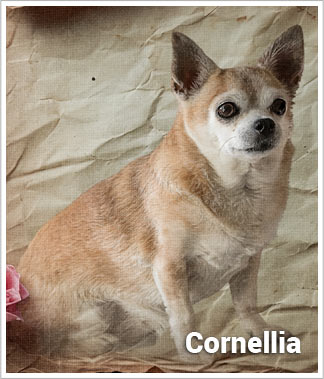 Psí jméno Cornellia