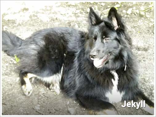Psí jméno Jekyll v psím kalendáři na WEBFORDOG