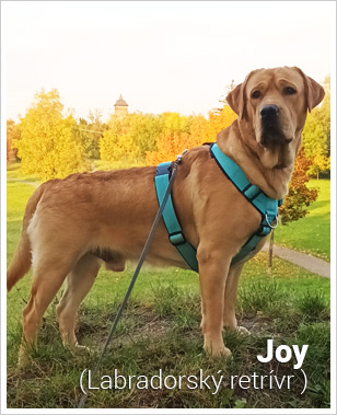 Labradorský retrívr Joy