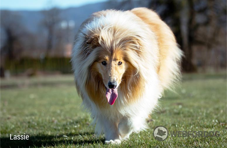 Jméno Lassie na WEBFORDOG