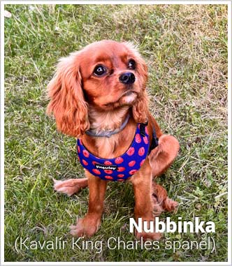 Psí jméno Nubbinka v psím kalendáři na WEBFORDOG