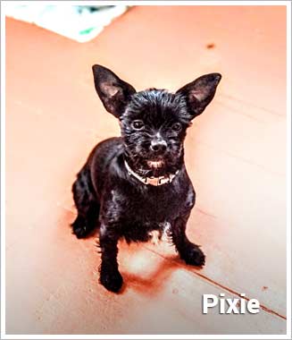 Psí jméno Pixie v psím kalendáři na WEBFORDOG