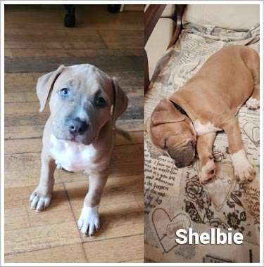 Psí jméno Shelbie v psím kalendáři na WEBFORDOG