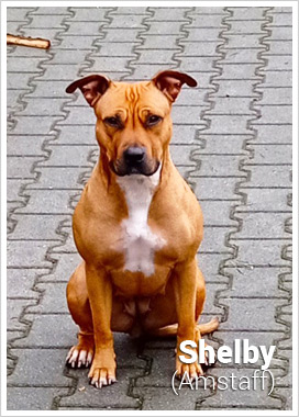 Amstaff Shelby
