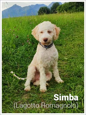 Psí jméno Simba v psím kalendáři na WEBFORDOG