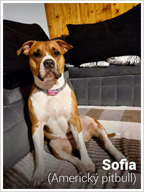 Americký pitbull Sofia