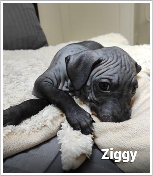 Fenečka jménem Ziggy