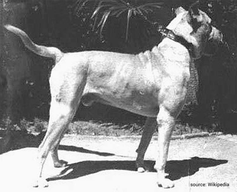 Bojový pes Cordoba