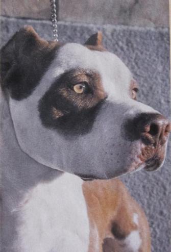 Americký bulldog