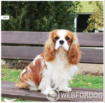 Cavalier King Charles španiel