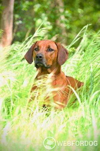 Rodézsky ridgeback