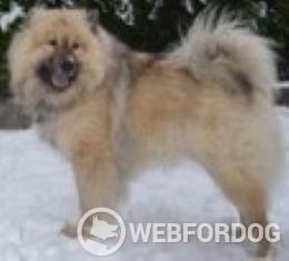 Eurasier