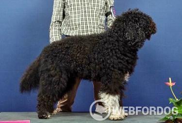 Barbet