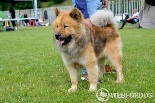 Eurasier