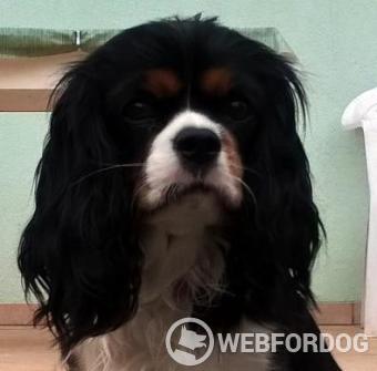 Cavalier King Charles španiel