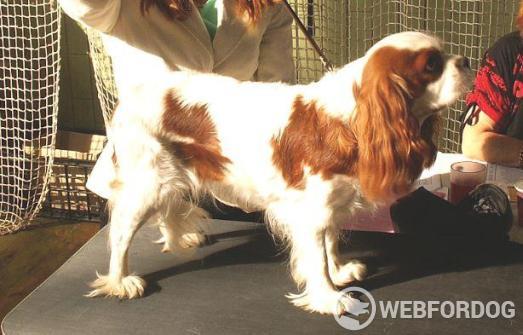 Cavalier King Charles španiel