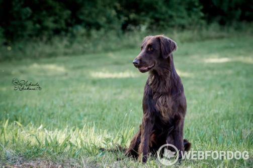 Flat Coated Retriever