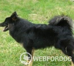 Eurasier