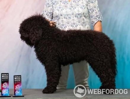 Barbet