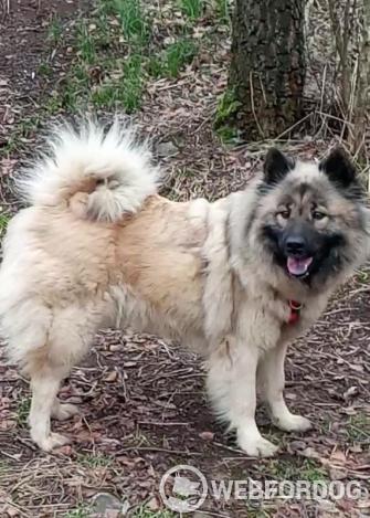 Eurasier