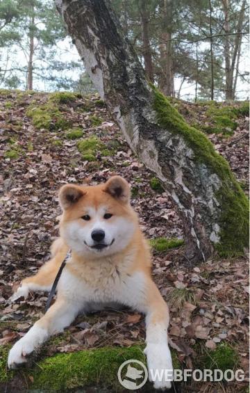 Akita-inu