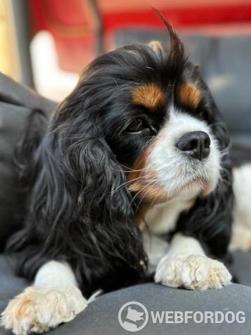 Cavalier King Charles španiel