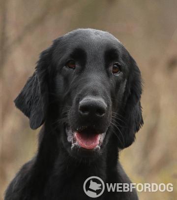 Flat Coated Retriever