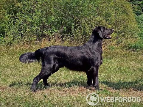 Flat Coated Retriever