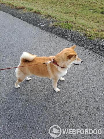 Shiba-Inu