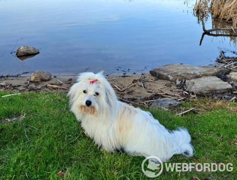 Coton de Tulear