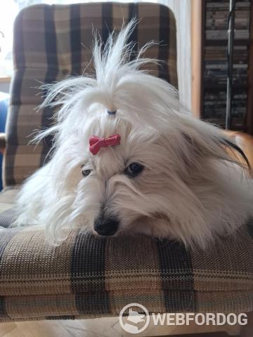 Coton de Tulear