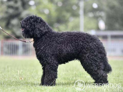 Barbet
