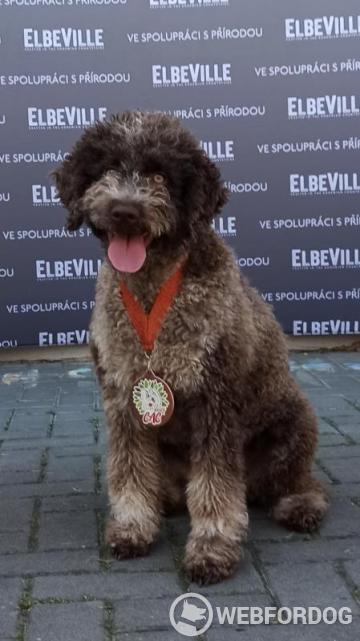 Lagotto Romagnolo