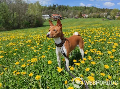Basenji