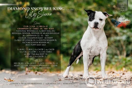 Americký stafordšírský teriér