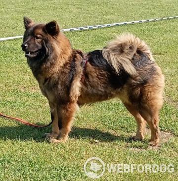 Eurasier