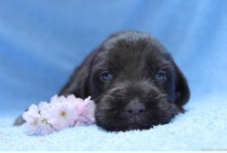Arwen