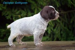 Casiopea Gothywen
