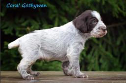 Coral Gothywen