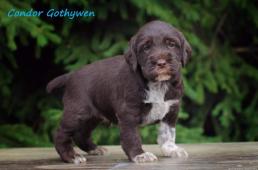 Condor Gothywen