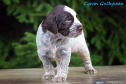 Cyran Gothywen