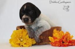 Dahlia Gothywen